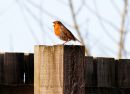 Robin_24-1-2015.jpg