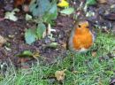 Robin_800.JPG