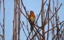 Robin_Erithacus_Rubecula_.jpg