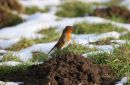 Robin_Erithacus_Rubecula_17-1-2021_18.jpg