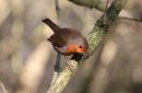 Robin_Erithacus_Rubecula_20-1-2017_6.jpg