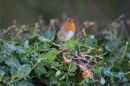 Robin_Erithacus_Rubecula_20-12-2018_2.jpg