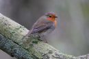 Robin_Erithacus_Rubecula_22-1-2019.jpg