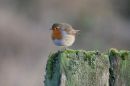 Robin_Erithacus_Rubecula_25-12-2020_9.jpg