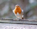 Robin_HESC_310113.jpg