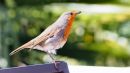 Robin_June_18.jpg
