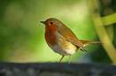 Robin_Redbreast1001ish.jpg