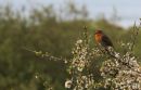 Robin_Singing_800.jpg
