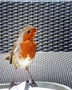 Robin_Teatime.jpg