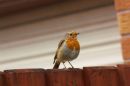 Robin_on_the_fence_800.jpg