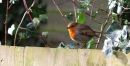 Robin_on_the_fence_8001.jpg