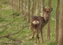 Roe_Buck_copy.jpg