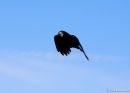 Rook_Corvus_Frugliegus_2.jpg