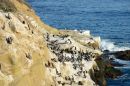 Rookery_2_ARC_2743.jpg