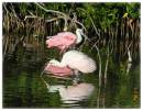 RoseateSpoonbill1.jpg
