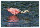 RoseateSpoonbill6.jpg