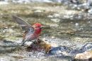 Rosefinch.jpg