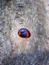Rosella_peekaboo.jpg