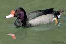 Rosybill_DSCF4387_a.jpg