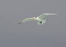 Royal_Tern_Nassau_Bahamas_Dec_11_09_ALP.jpg