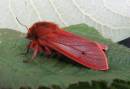 Ruby_Tiger_b_leecy_1.jpg