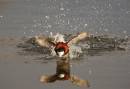 Ruddy_duck.jpg