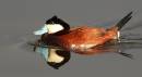 Ruddy_duck2.jpg