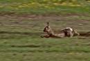 Run-rabbit.jpg