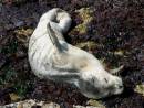 SEAL.jpg