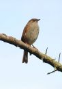 SEDGE_WARBLER_1.jpg
