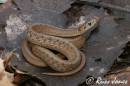 SG_snakes03.jpg