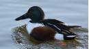 SHOVELER2.jpg