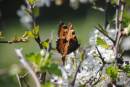 SMALL_TORTOISESHELL_1.jpg