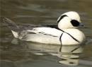 SMEW.jpg