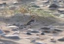 SNOW_BUNTING.jpg