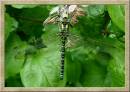 SOUTHERN_HAWKER.jpg
