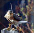 SPARROWHAWK_7.jpg