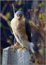 SPARROWHAWK_8.jpg