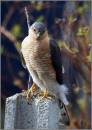 /gallery/data/501/thumbs/SPARROWHAWK_8.jpg