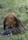 SPARROWHAWK_WITH_PREY_410_x_577_.jpg