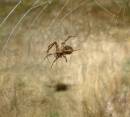 SPIDER.jpg