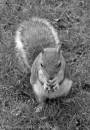 SQUIRREL5.jpg