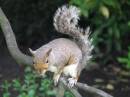 SQUIRREL6.jpg