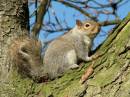 SQUIRREL_1.jpg