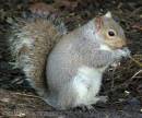 SQUI_2.jpg