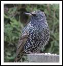 STARLING02A.jpg