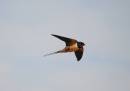 SWALLOW5.jpg