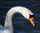 SWAN0102PSWPF.jpg