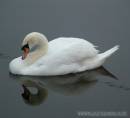 SWAN_1.jpg