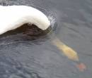 SWAN_SUB_HEAD_1.jpg
